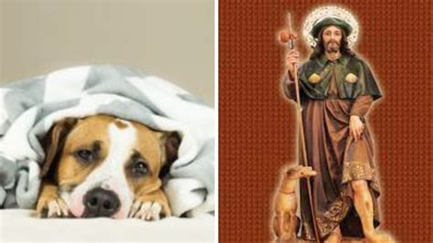 Oración Poderosa A San Roque Para Un Perro Enfermo Petlife