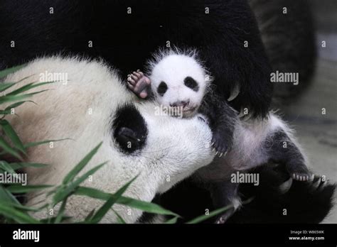 A One Month Old Giant Panda Cub Is Pictured With Its Mother Guo Guo