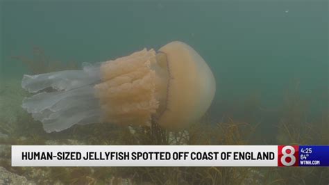 Giant Jellyfish As Big As A Human Caught On Camera