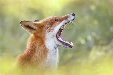 The Yawning Fox Photograph By Roeselien Raimond Pixels