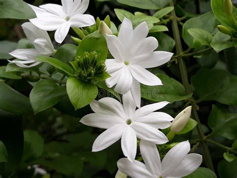 White Jasmine Flowers In Garden Stock Photo Image Of White Flowers