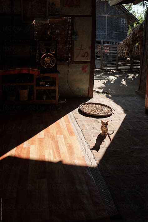 Street Kitten Hanging Our In A Sun Spot In Burmese Village By Stocksy Contributor Rowena