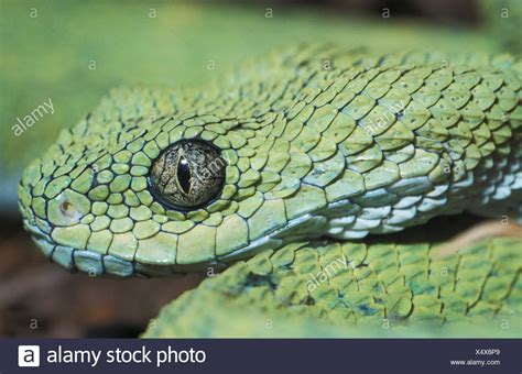 West African Bush Viper Snake Atheris Chlorechis Africa Found Only