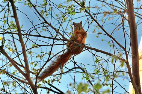 Fond Décran La Nature écureuil Branche Faune Printemps Arbre