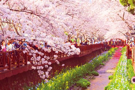 Desain penataan bunga yang juga menarik menyerupai taman bunga di belanda menjadi daya tarik tersendiri bagi para pengunjung. Terkeren 28+ Wallpaper Bunga Sakura Di Korea - Gambar ...
