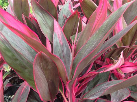 Indoor plants garden plants flower gardening indoor gardening indoor hanging baskets angel plant wandering jew plant pictures plant care. Red Sister Cordyline - Plant Library - Pahl's Market ...