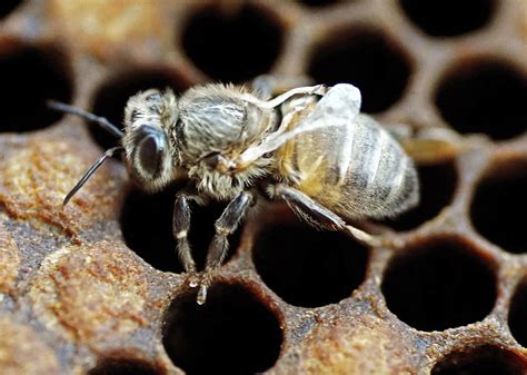 Mites Drive Deformed Wing Virus In Honeybees Eurekalert