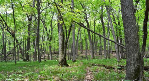 Pros And Cons Of Harvesting Timber On A Hunting Tract Uc Hunting Properties