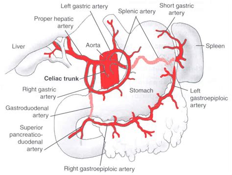 Label the veins of the upper limb. Celiac Trunk - Gastrointestinal - Medbullets Step 1