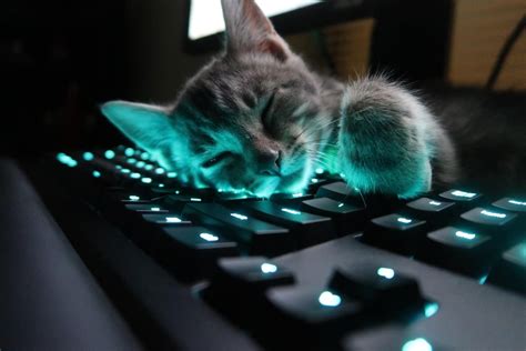 A Pro Gamer Catswithjobs