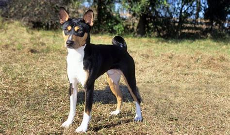Its longer legs help it to the basenji also has a short black, red, brindle, or tricolor coat, which is effective in coping with the. Basenji Breed Information