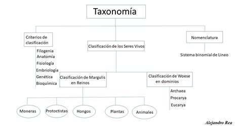 Mapa Conceptual De La Taxonomia De Los Seres Vivos Hayes Porn Sex Picture