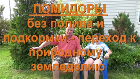 75, ПОМИДОРЫ без подкормок. Переход к ПРИРОДНОМУ земледелию без полива ...