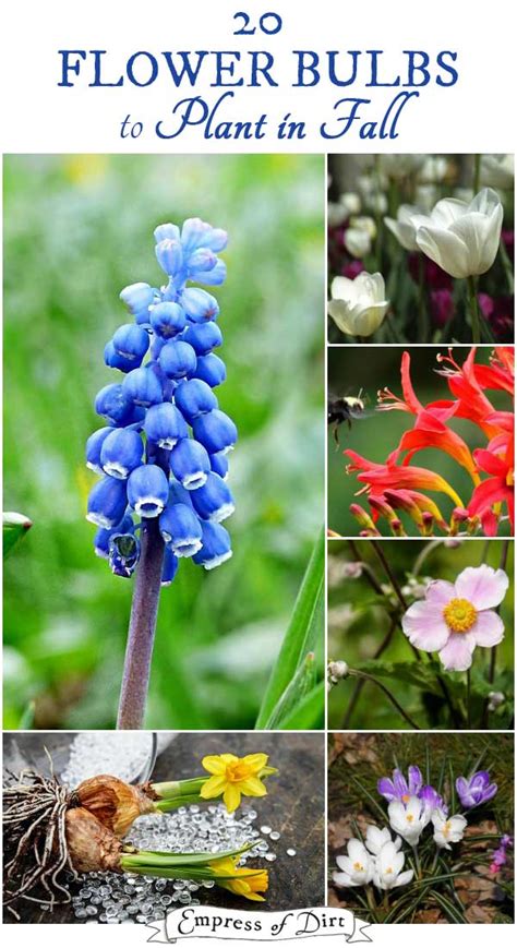 20 Flowering Bulbs To Plant In Fall Empress Of Dirt