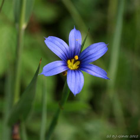 Blue Eyed Blue Eyed Grass Sisyrinchium Montanum At Dawl Flickr
