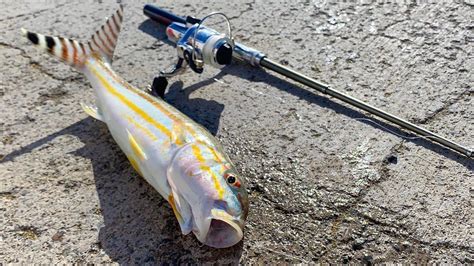 Catching Weke Using Toy Rod And Reel Goatfish Fishing Hawaii