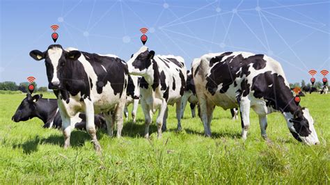 Blog: Connected Cow - IoT Livestock Management Solution - TrackRover