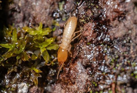 Different Types Of Termites In Chandler Arizona Wild