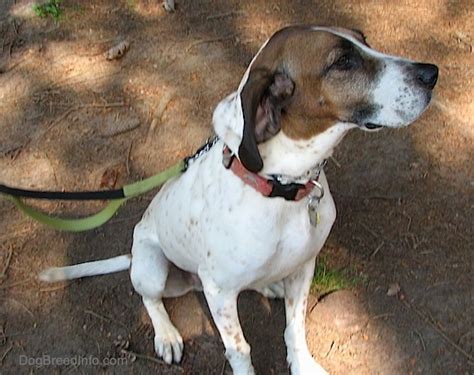 This short and medium coat comes in bluetick, redtick. American English Coonhound Information Dog Breed ...