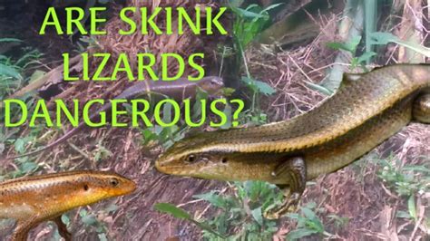Are Skink Lizards Dangerous Exoticpet Youtube