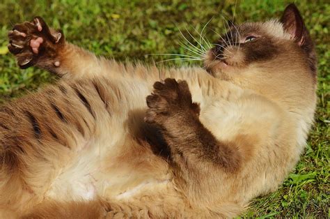 Kostenlose Bild Porträt Fell Niedlich Tier Hauskatze Katze Grünes Gras