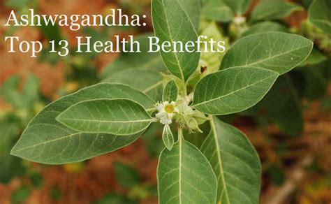 Ashwagandha Top 13 Health Benefits Comprehensive Guide