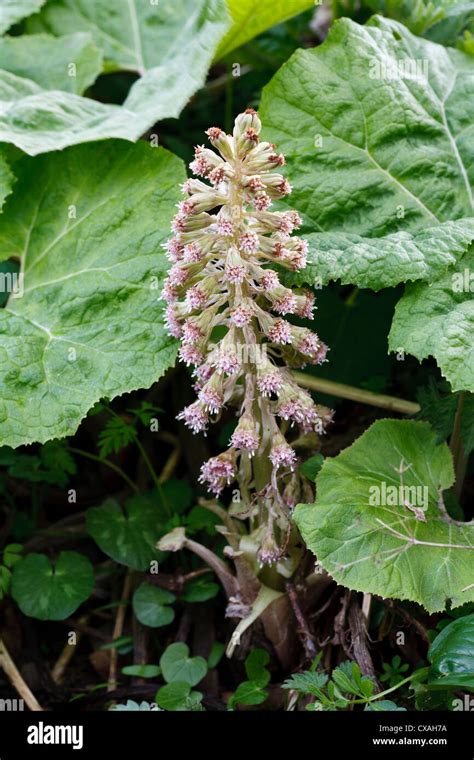 Common Butterbur Petasites Hybridus Male Plant Flowering Powys