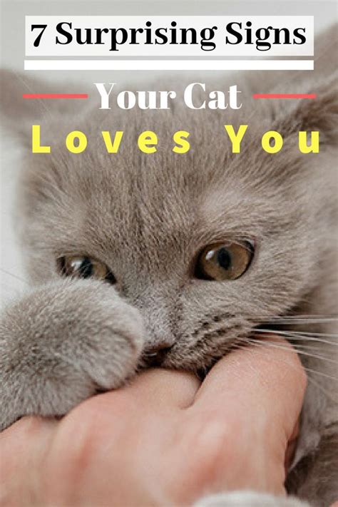 7 Surprising And Beautiful Signs Your Cat Loves You Cat Love Signs