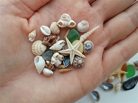 Tiny Seashells Resin Shells Craft Kit Beach Sand Epoxy Etsy