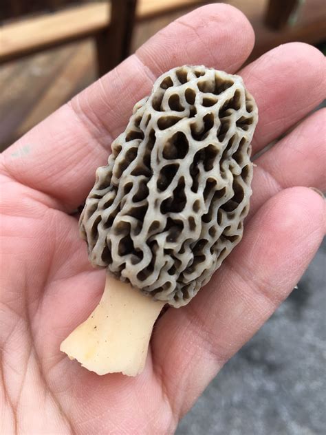 Upstate Ny 2017 Stuffed Mushrooms Morel Mushroom Magical Mushrooms