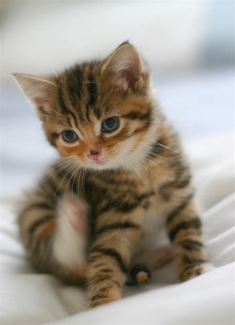 フリー画像動物写真哺乳類ネコ科猫ネコ子猫三毛猫フリー素材画像素材なら！無料・フリー写真素材のフリーフォト