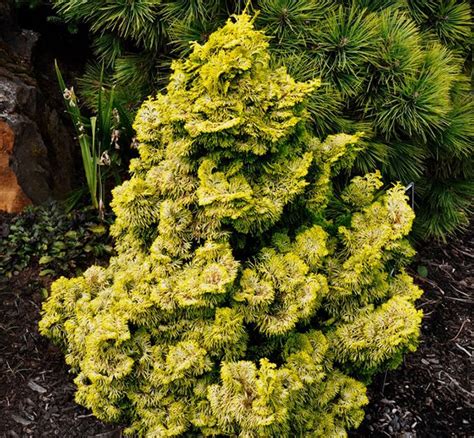 Dwarf Golden Hinoki Cypress Chamaecyparis Obtusa ‘nana Lutea Is A