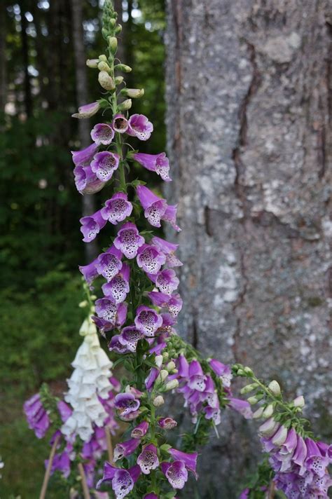 If you have cows, make sure they are not eating the. 20 best Plants deer won't eat... images on Pinterest ...