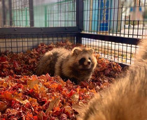 Fluffy Animals Animals And Pets Cute Animals Japanese Raccoon Dog