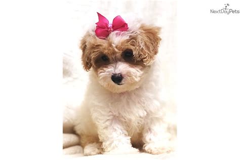 Check spelling or type a new query. Emily: Cavapoo puppy for sale near Dallas / Fort Worth ...