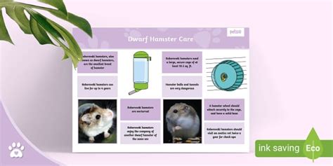 Dwarf Hamster Care Sheet Fact Sheet Dwarf Hamster Facts