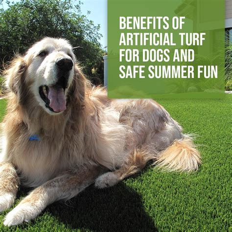 Benefits Of Artificial Turf For Dogs And Safe Summer Fun