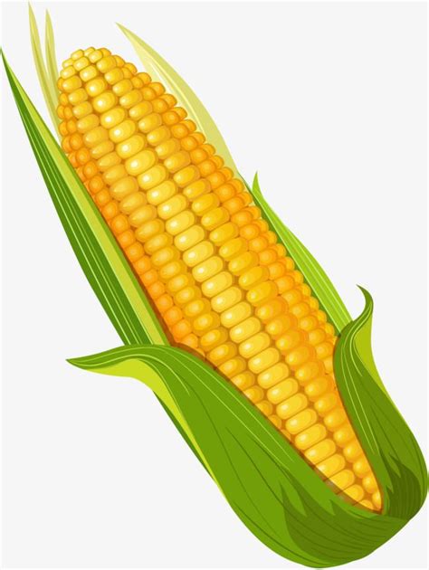 Hand Painted Yellow Corn Png Images Corn Clipart Hand Simple Png