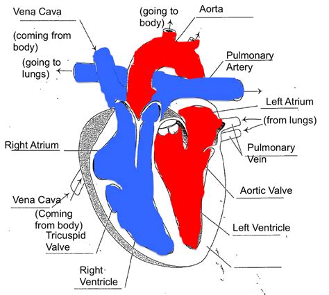 Heart And Circulatory Mirandas Science Portfolio