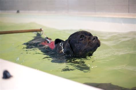 Hydrotherapy Water Therapy For Dogs Pet Care Facts