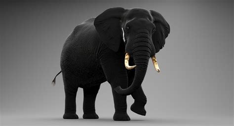 Elephant Animated — Missset