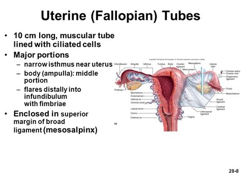 What Is The Function Of The Fallopian Tubes Socratic