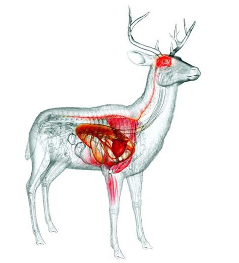 Where To Shoot A Deer Know The Animals Anatomy Coyote Hunting