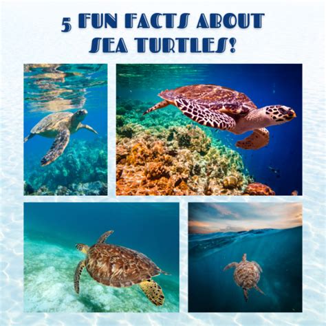 5 Fun Facts About Sea Turtles Blue Wave Adventures Dolphin Cruise