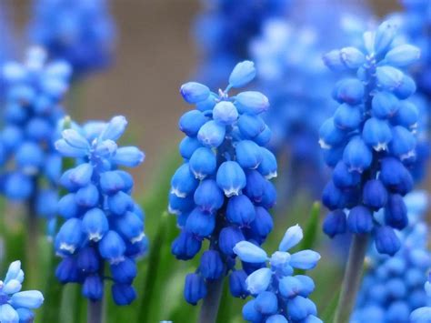 Top 10 Most Beautiful Flowers In The World