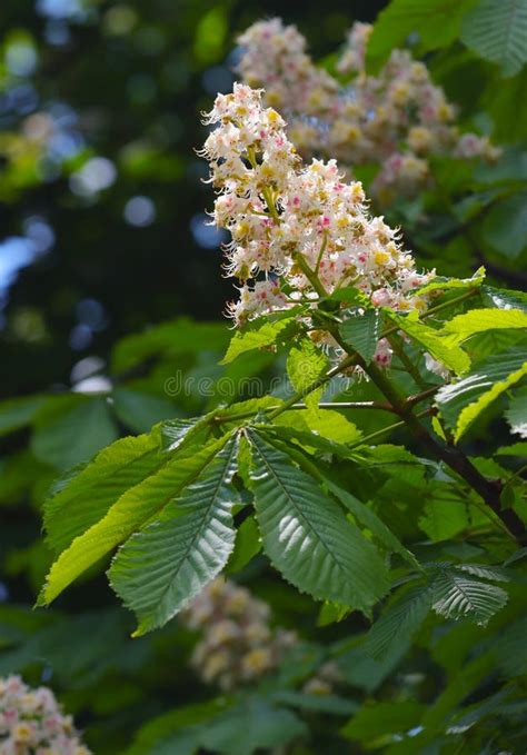 Flowering Chestnut Tree Stock Image Image Of Growth 232023173