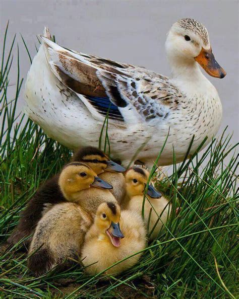Mamá Pata Y Sus Patitos Duck And Ducklings Beautiful Birds Animals