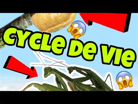 Le Cycle De Vie De La Mante Religieuse Feat Hugo Zoopedialife
