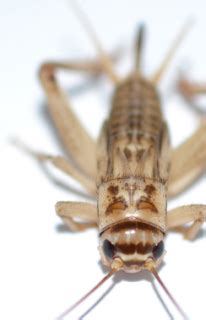 But if you try to kill one with a shoe or a fly swatter, there's a good chance it will jump up away — sometimes at your face. Super Easy Home Remedies To Get Rid of Crickets From Your ...