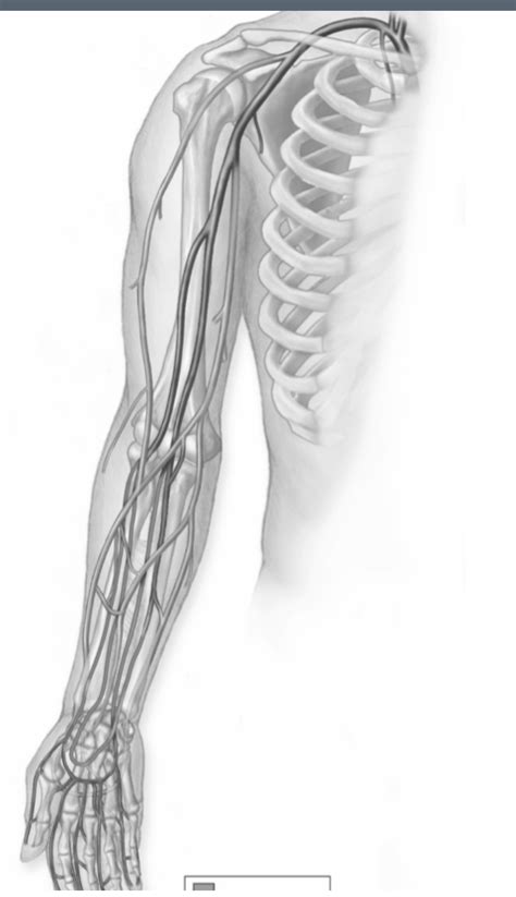 Diagram Veins Of The Arm Diagram Quizlet